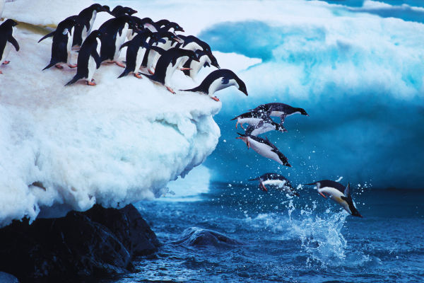  Adelie penguins, the ultimate polar plungers!