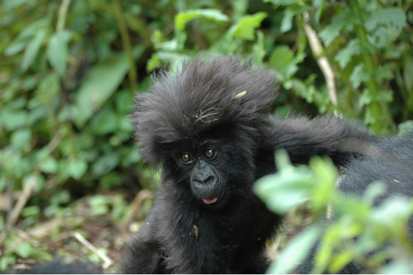 A baby mountain gorilla in the Volcanoes National Park Rwanda