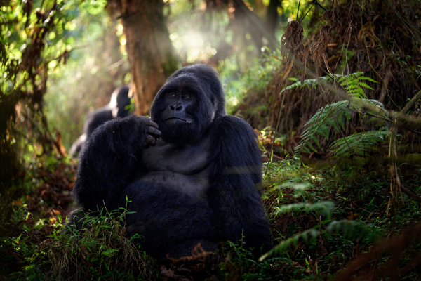 A little hard work is worth its weight in gold Mgahinga National Park Uganda