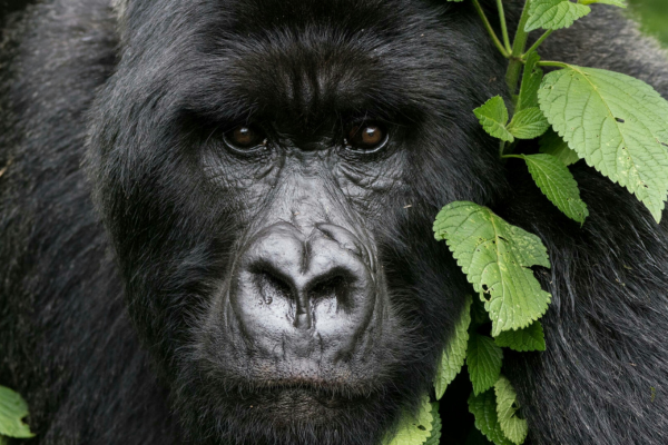 Beautiful close up of a mountain gorilla