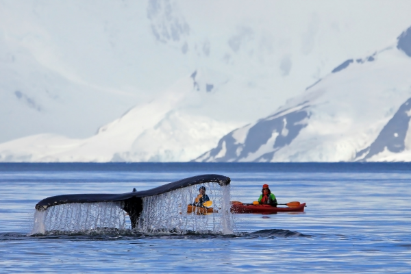 Due to their penchant for acrobatics, humpbacks are among the most popular whale