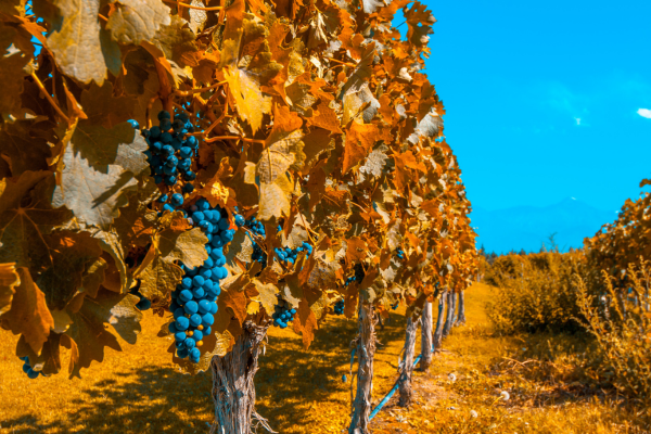 Mendoza's prized vineyards are rewarding to visit at any time of year, but there