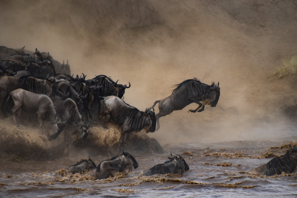 Wildebeests, in their thousands, must take a leap of faith