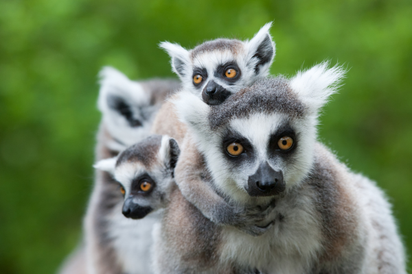 Blog Images 18All lemurs come from Madagascar and are known as forest creators b