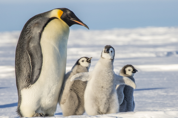 An Emperor penguin quest is, without a doubt, one of the most phenomenal wildlif