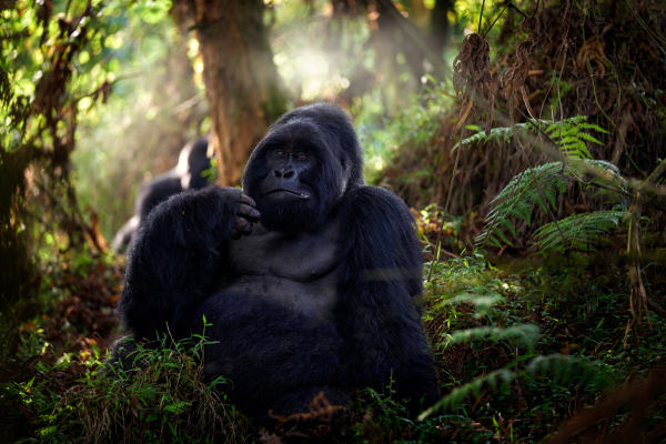 Up close and personal with Uganda’s mountain gorillas