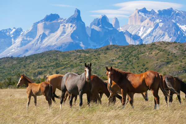 Wild horses of Patagonia