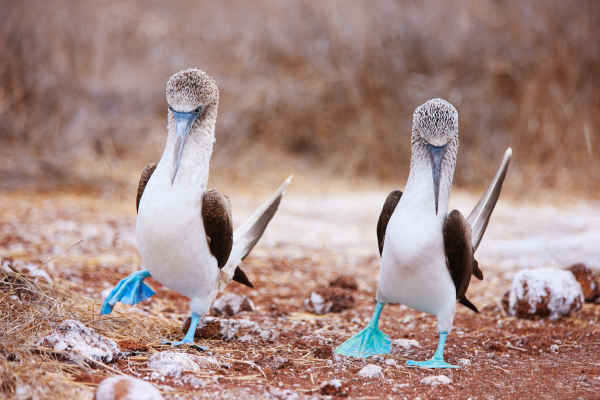 It's a blue-footed boobie dance-off!