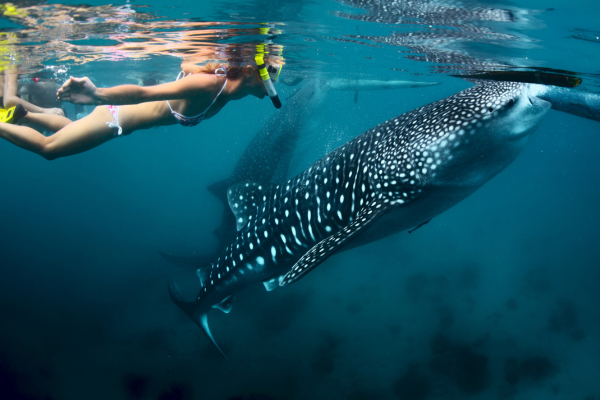 Snorkelling with whale sharks is a bucket-list experience