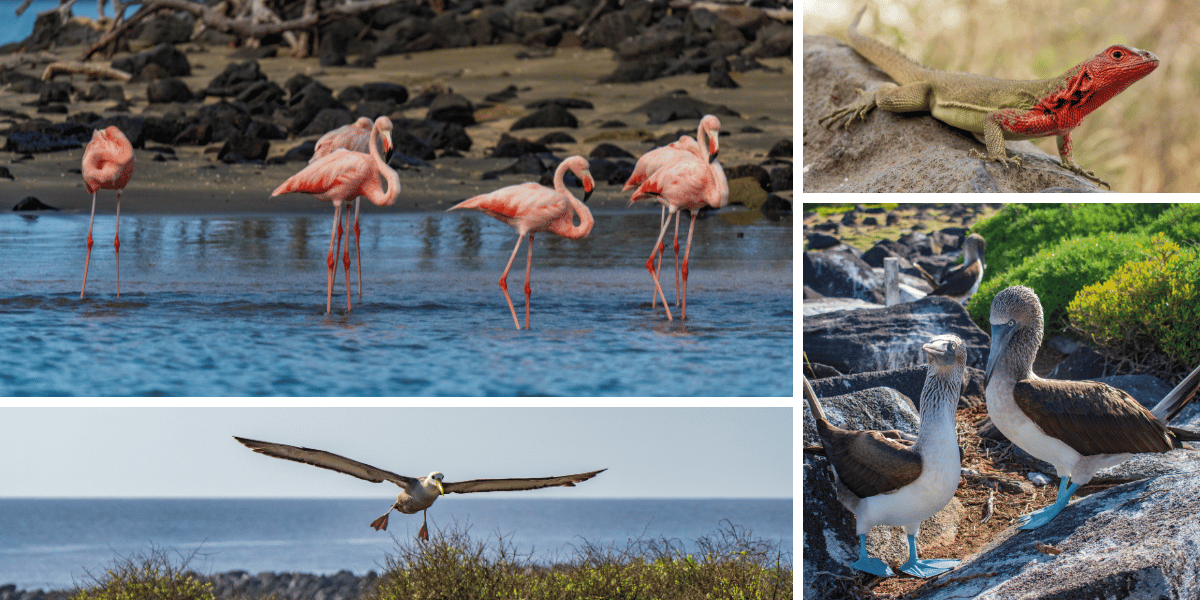 Galapagos OE 2