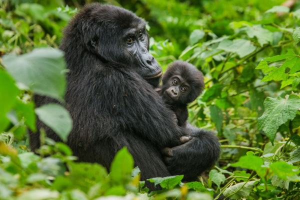 Gorilla trekking in Eastern Africa is not an experience you can plan at the last minute. Permits sell out months in advance