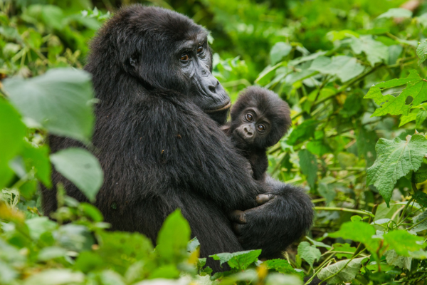 Gorillas are normally quite relaxed around humans yet take extra care when you see one with a baby