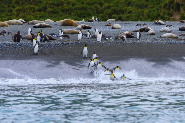 King Penguins Polar Plunge 