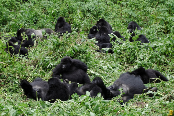 Like humans gorillas are highly sociable animals