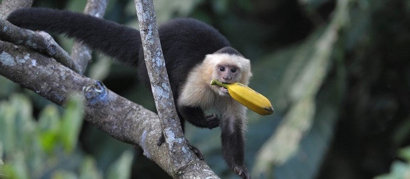 Pico Bonito National Park, Honduras