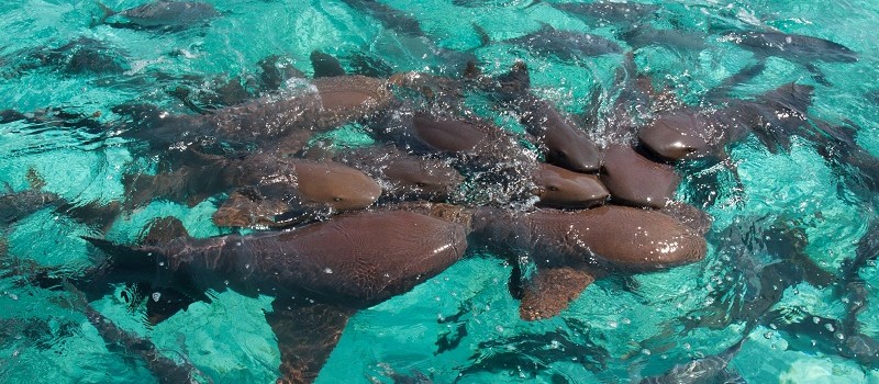 Ambergris Caye, Belize