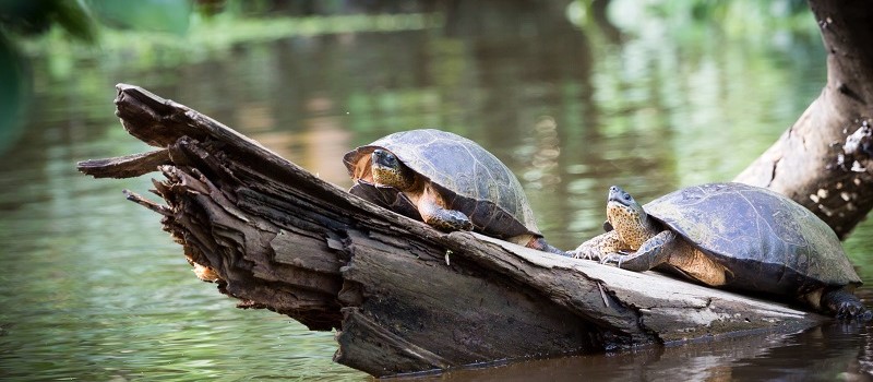 Tortuguero National Park