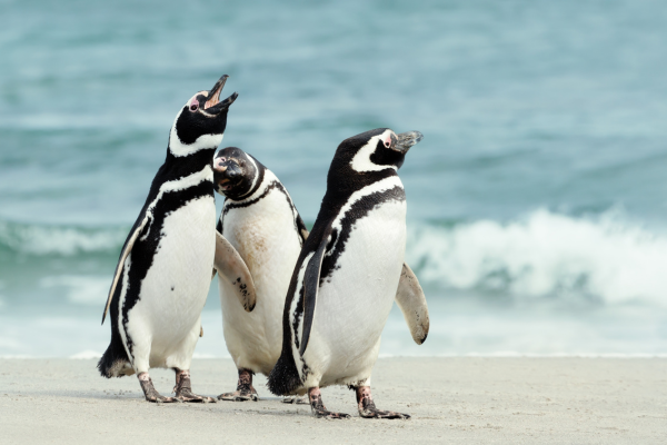 Patagonia's Magellanic penguin