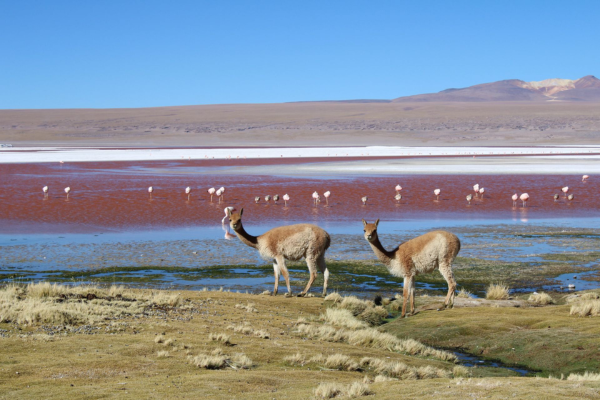 Salt Flats in South America