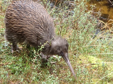 Stewart island kiwi