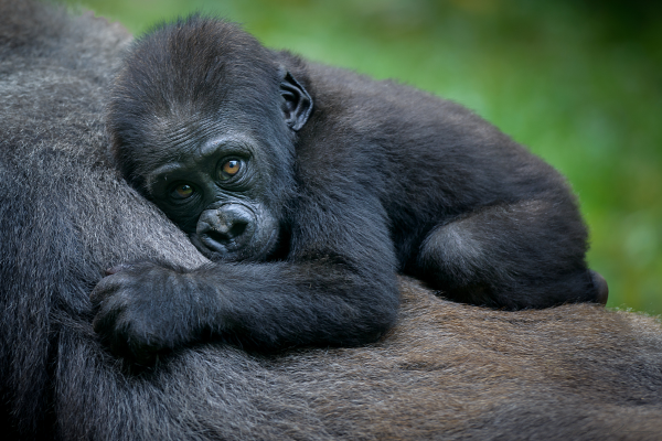 Thanks to conservation efforts over the last few decades the number of mountain gorillas is slowly increasing