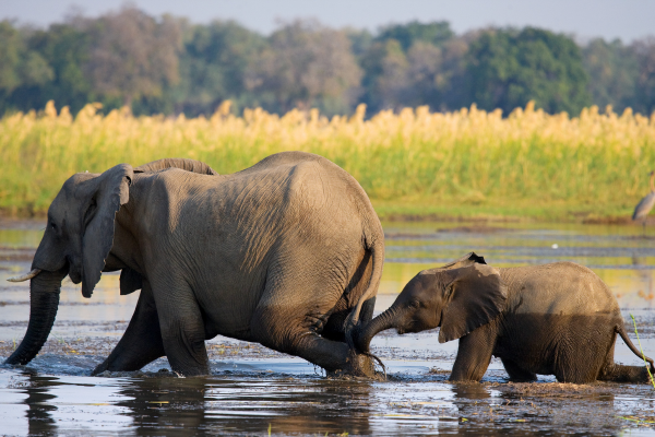 The Zambezi River feeds a vast area of protected wildlife reserve in both Zambia and Zimbabwe. Include a safari alongside a visit to Victoria Falls for an all encompassing experience in Africa.