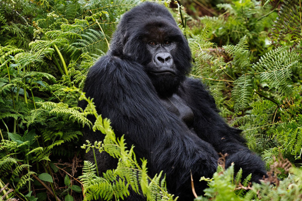 The average adult silverback can weigh 180kgs and stand 1.7m tall keeping a safe distance is a very good idea