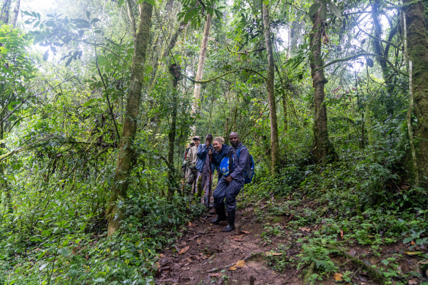 The verdant tropical wilderness of Bwindi Impenetrable Forest