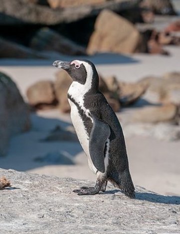 African penguin Cape Town