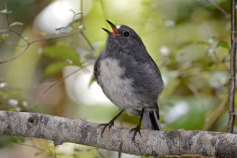 Stewart Island Robin female Ulva Island