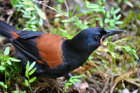 Saddleback bird Stewart Is