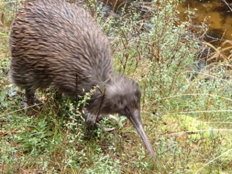 Stewart island kiwi