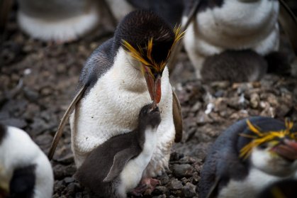 Snares Penguin and chick