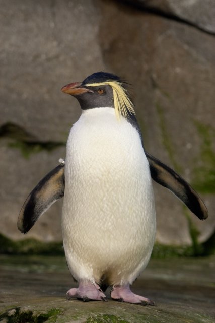 Northenr rockhopper penguin