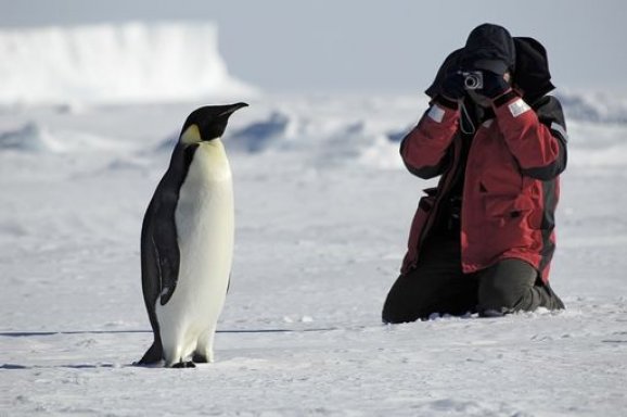 Taking a photo of a penguin in Antarctica