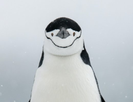 chinstrap penguin
