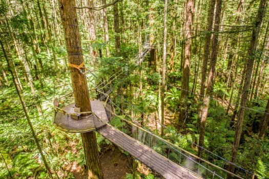 redwoods treewalk NZ