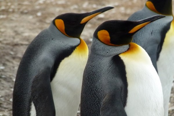 Emperor penguins, Antarctica