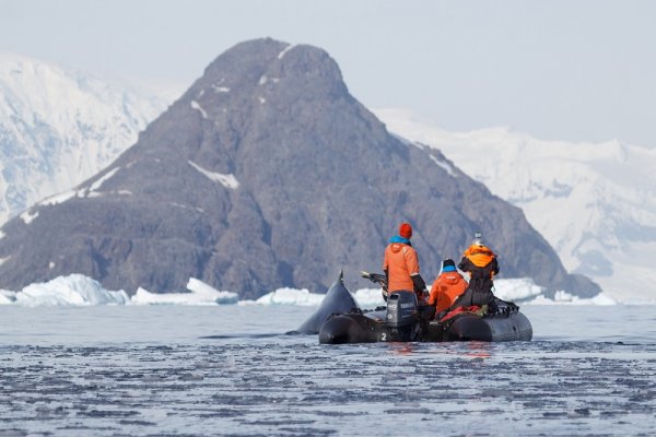 Whale watching in Antarctica 