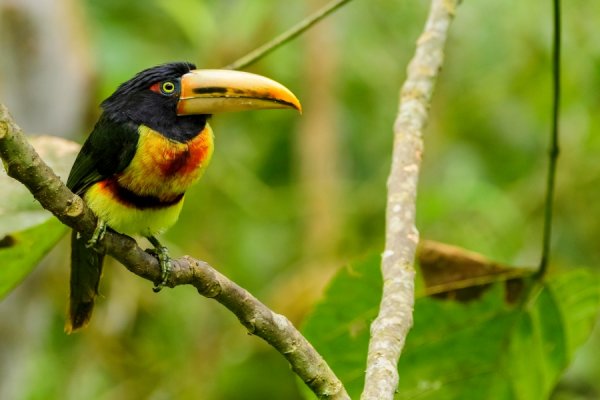 A collared aracari Ecuador