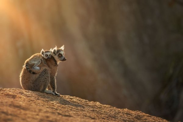 African safari discover wildllife in Madagascar