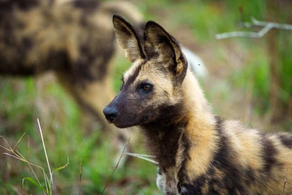 Tanzania Southern Circuit African wild dog