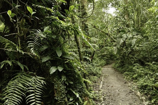 Hiking in Amazon rainforest, South America