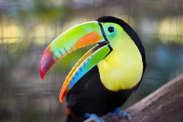 Toucan in the Amazon Rainforest