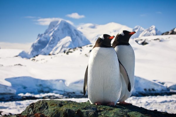 Penguins in Antarctic Peninsula