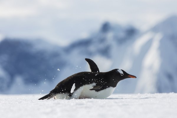 Gentoo penguin sliding on its belly