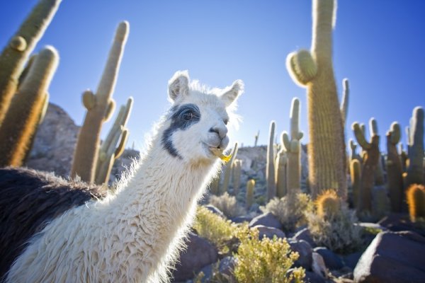 Llama with cacti in the background in Bolivia, South America