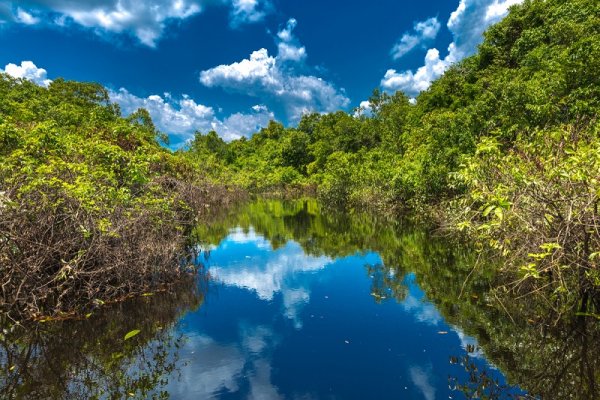 Beautiful day on the river in the Amazon jungle 