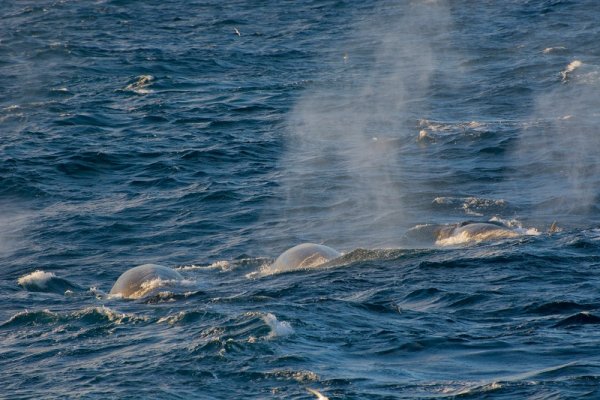 Whale watching in Antarctica. Southern Right whales