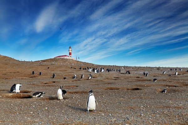 Field full of Magellanic penguins in Patagonia